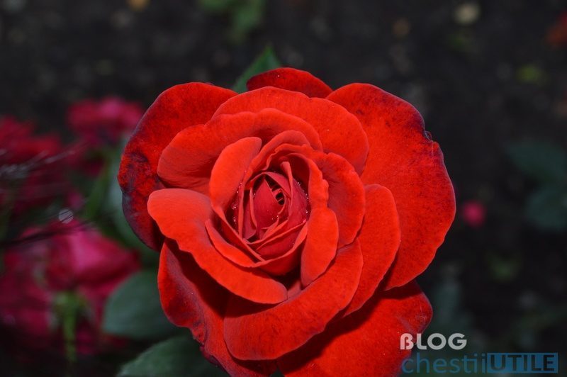 trandafir blog