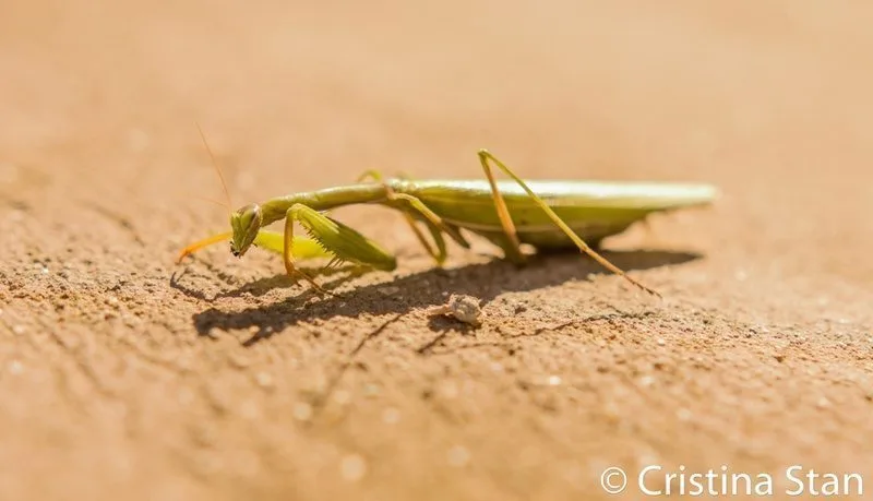 insecta toamna