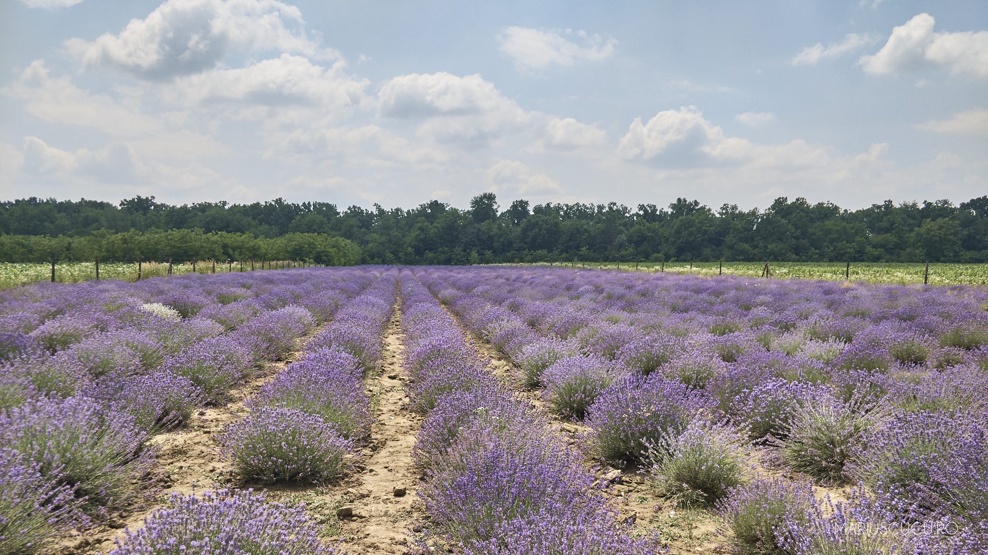 lan lavanda