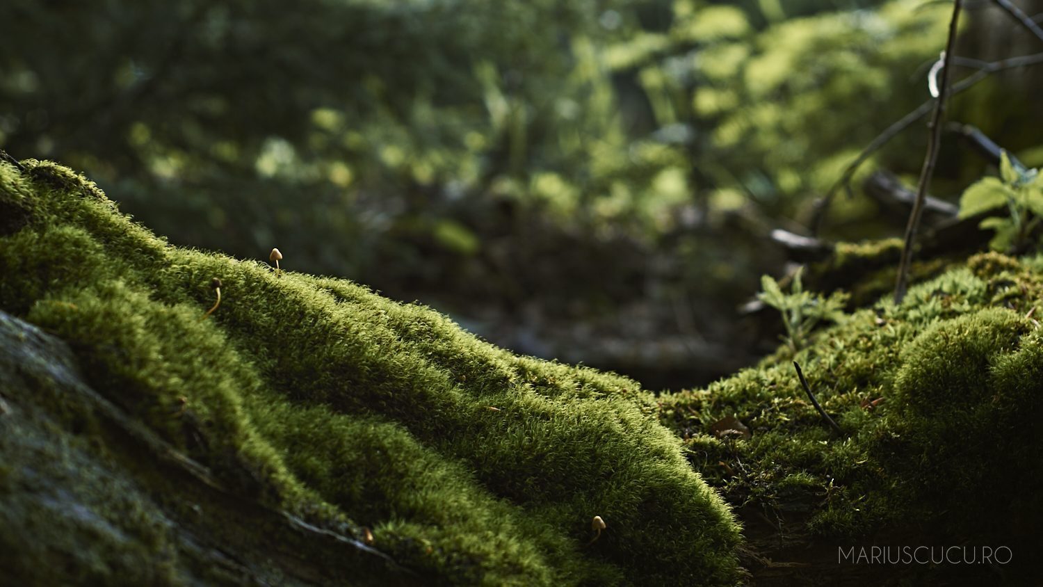 natura in muntii din romania