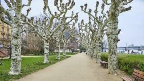 parc frankfurt