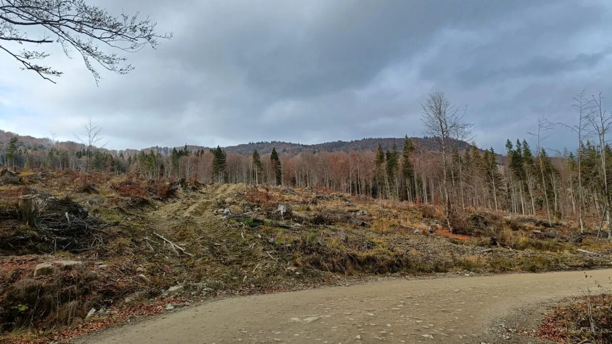 drum forestier pomi taiati