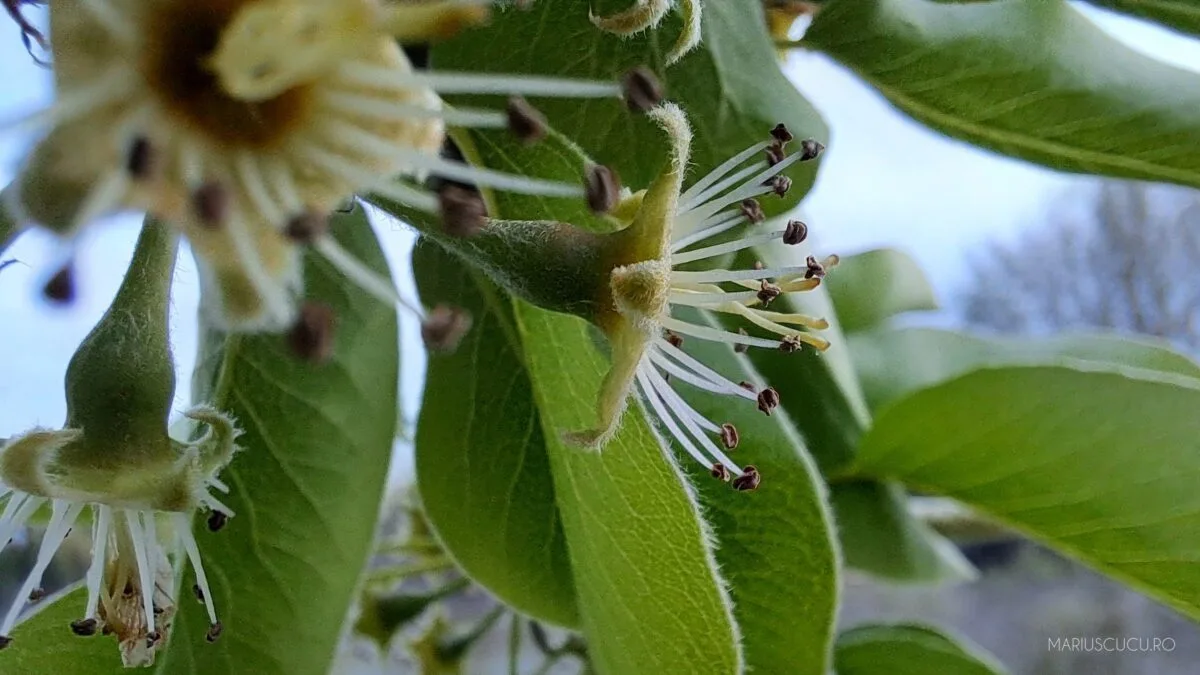 detaliu macro a53 samsung
