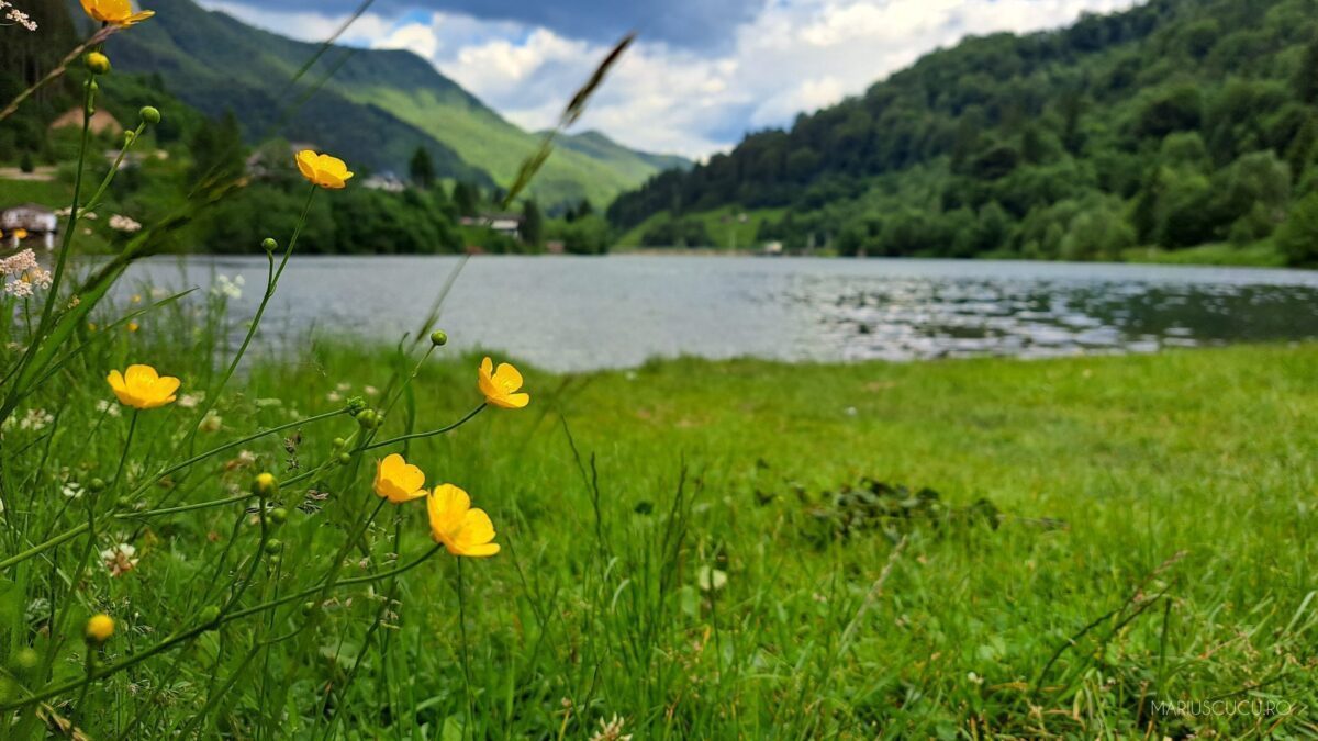 floare lac satic