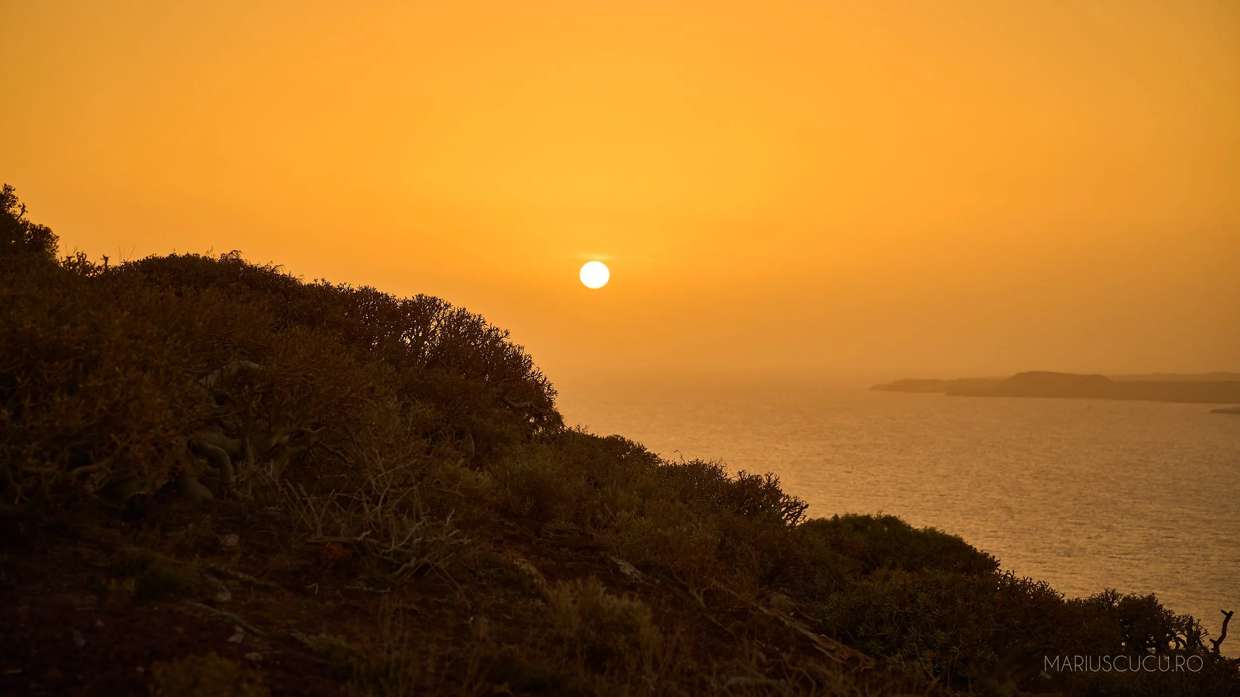 apus tenerife