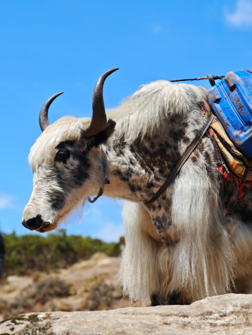 Yak domestic