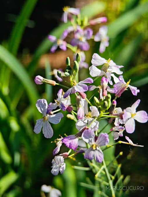 flori nepal