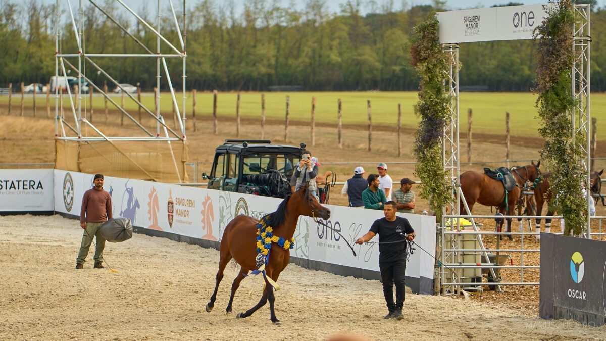 competitie polo singureni