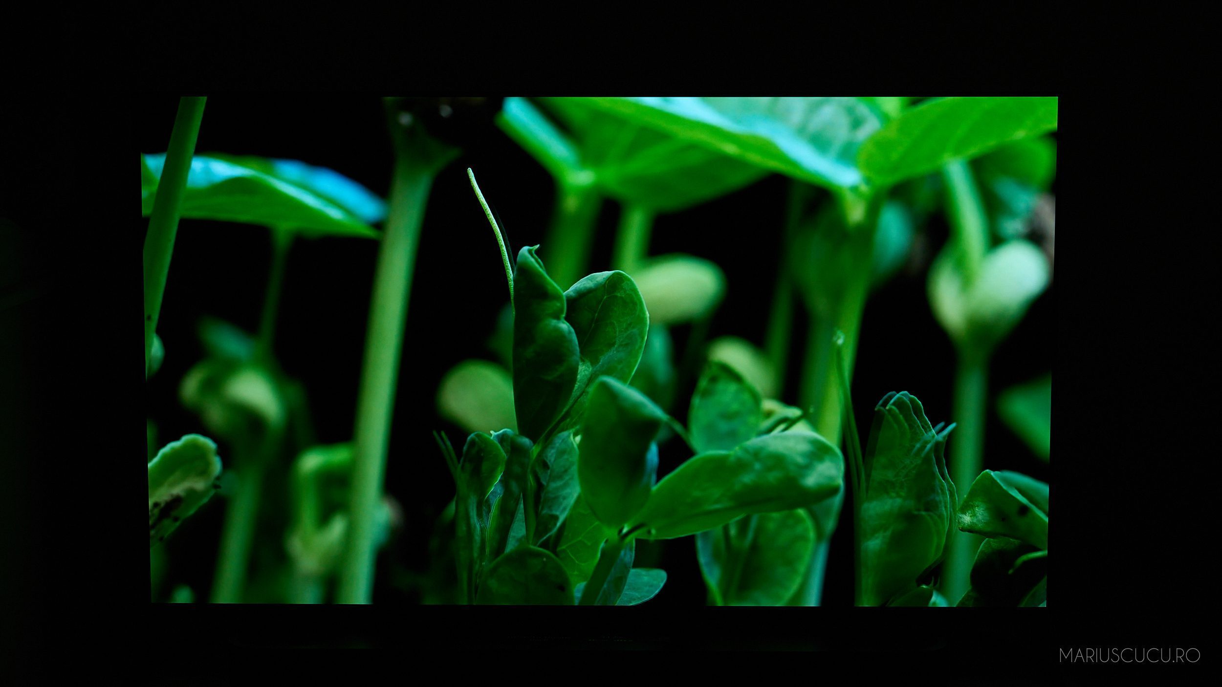 detalii sony bravia 8