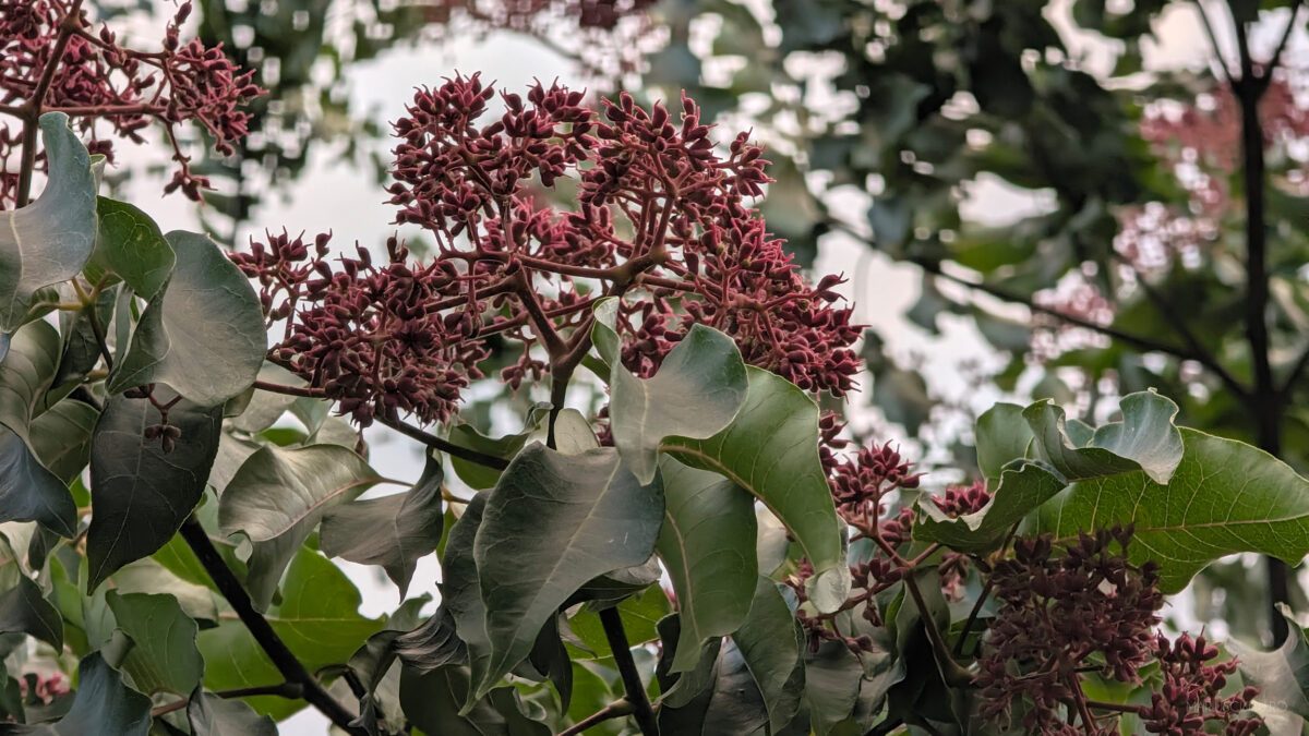 floare seara