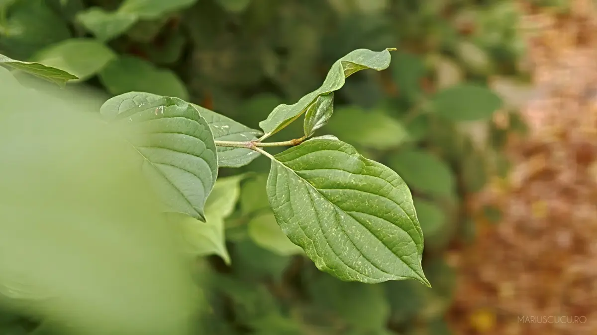 frunza toamna oppo